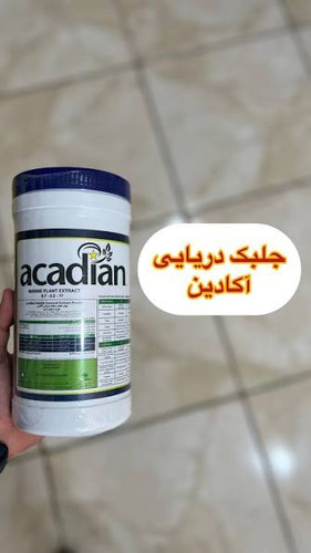 جلبک دریایی آکادین