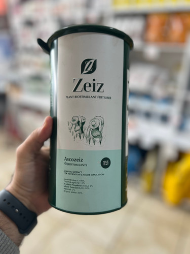 جلبک دریایی آسکوزایز